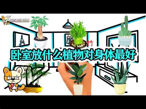 卧室植物推薦